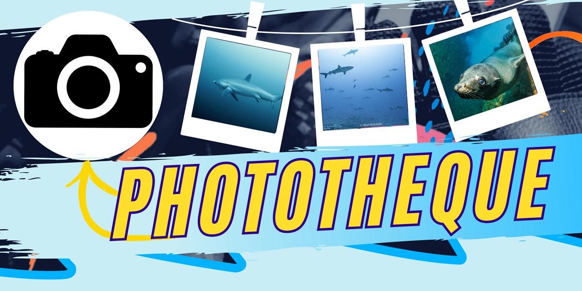 phototheque